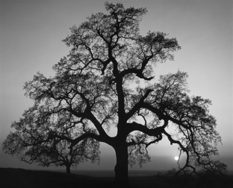 "Oak Tree, Sunset City" / Ansel Adams