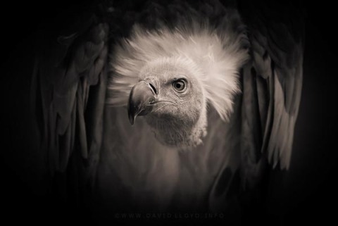 Vulture / David Lloyd