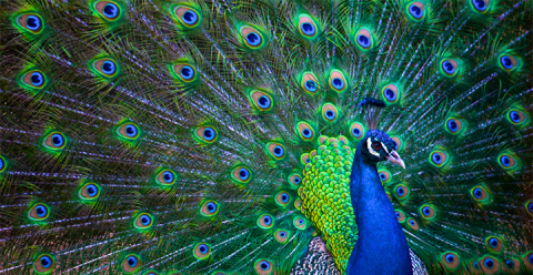 sm.peacock