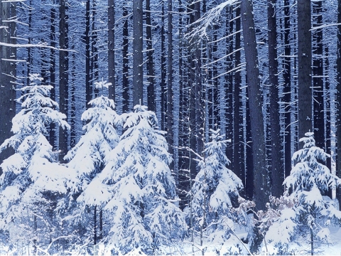 winter-forest-sm