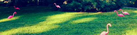 saxton_flamingos2X2