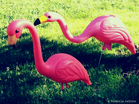 saxton.flamingos3X